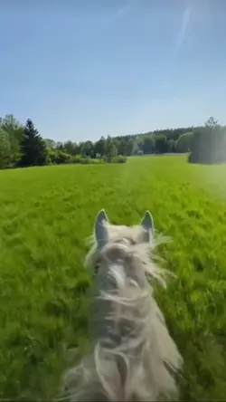 rararrs last summer