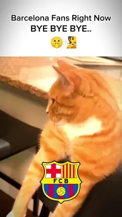Cat Mewing 