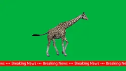 Giraffa greenscreen 