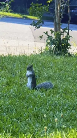 Squirrel