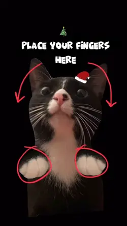 Cute cat meme
