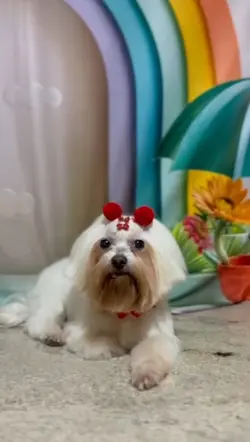 Pet shop