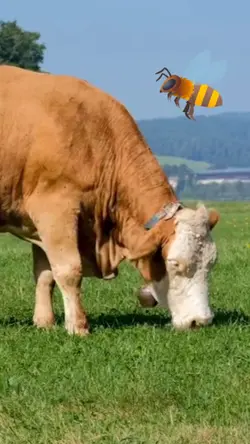 Sapi adalah serangga