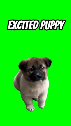 Excited puppy