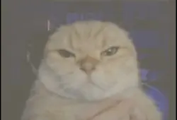 Kedicik