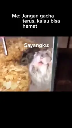 meme hamster lucu