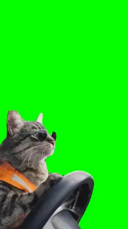 CAT DRIVING CAR