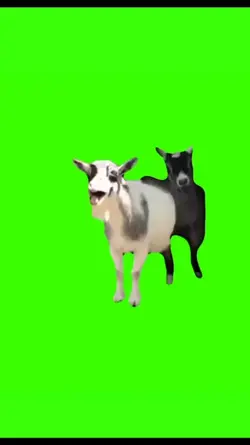 laugh goat