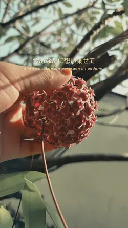 beli chiki Sukiyo 