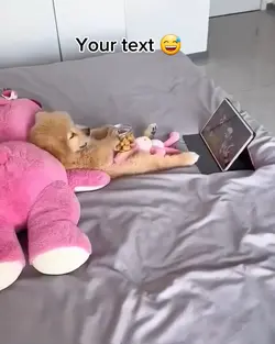 Dunny dog meme video