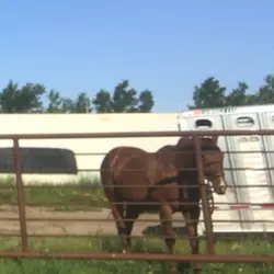 Horse stretches 