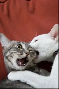 kucing romantis
