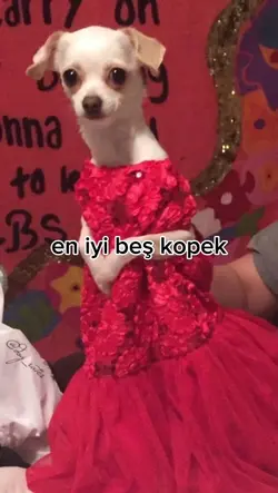 En iyi 5 köpek 