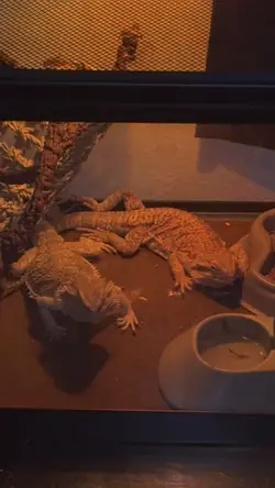 Beardeddragons