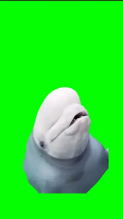 Funny dolphin meme
