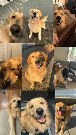 My dog