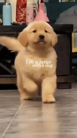 better with a dog