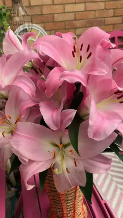 lilies 