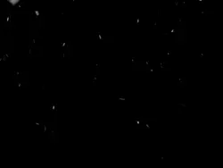 TikTok viral 