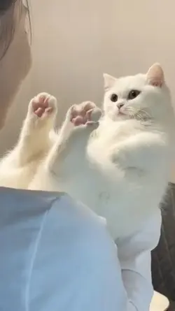 funny animal 
