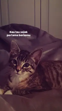 Kucinta kau
