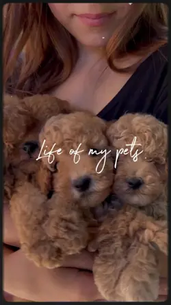 Life of My Pets