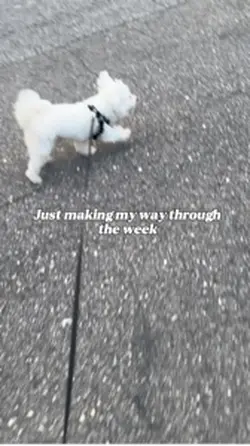 International Dog 