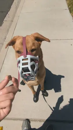 Reactive dog owners