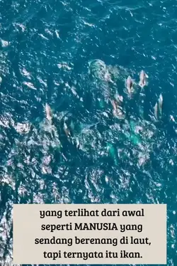 berenang