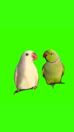burung beo bicara