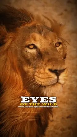 Eyes of the wild 