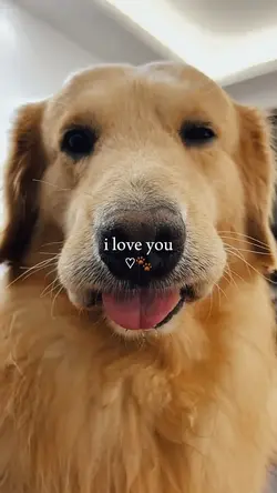 i love you my dog