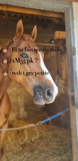 quelle taille ?