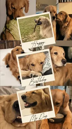 Birthday my dog