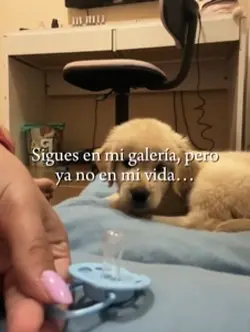 Sigues en mi galería
