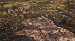 Circle of life 