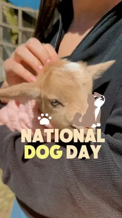 national dogday
