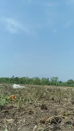 tongkat ajaib