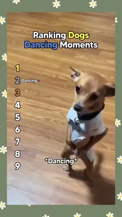 dogs dancing moments