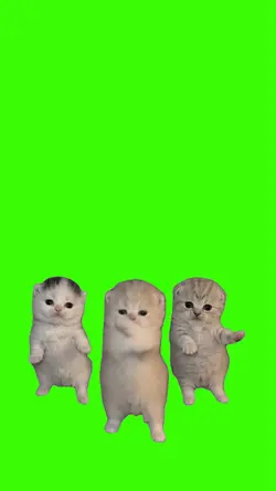 Cat/Gato