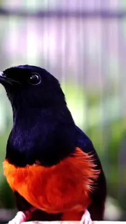#kicau burung murai