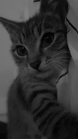 livephoto | gatinho.