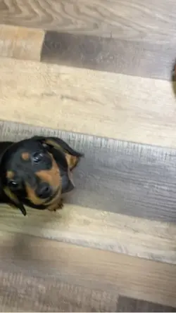 Puppy 
