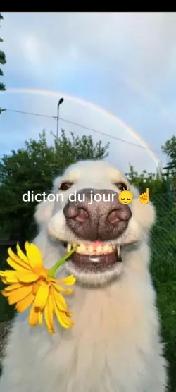 canicule 