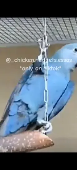 Spix's macaw 