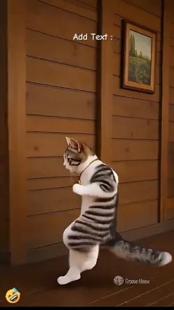 dance cat