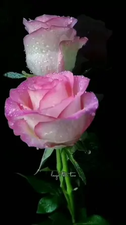 5 videos or pictures
