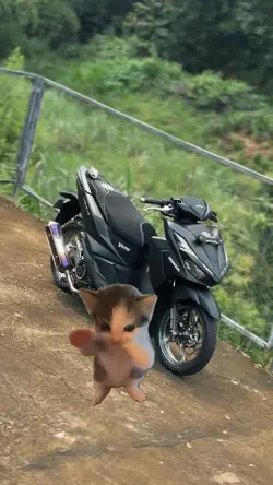 Kicau mania kucing