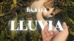 Gata bajo la lluvia☔️