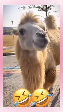 Funny animals